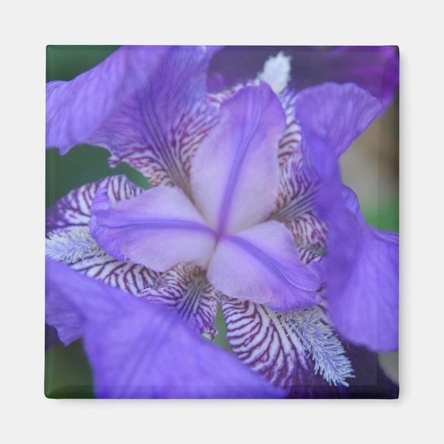 Aimant Fleur Iris bleu violet (Devant)