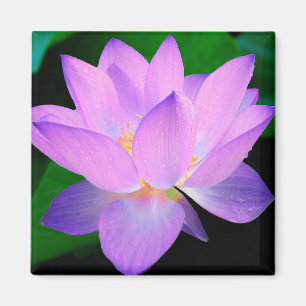 Aimant Fleur Lotus