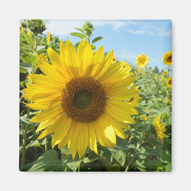 Aimant fleur, nature, tournesol, été, fleur, plante, (Devant)