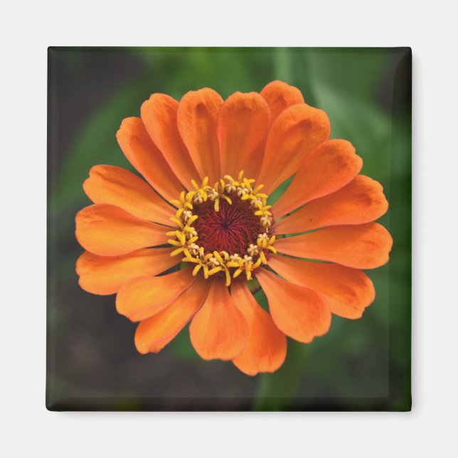 Aimant Fleur orange unique (Devant)