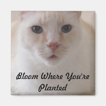 Fleur où vous avez planté l'aimant d'image