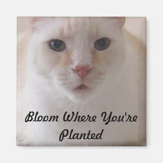 Aimant Fleur où vous avez planté l'aimant d'image