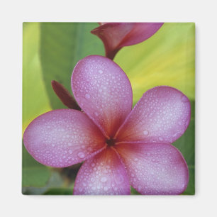 Aimant Fleur, Plumeria sp.), Pacifique Sud, Niue
