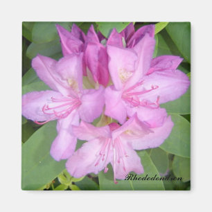 Aimant Fleur Rhododendron Bush