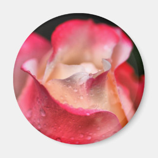 Aimant - Fleur Rose avec gouttes d'eau