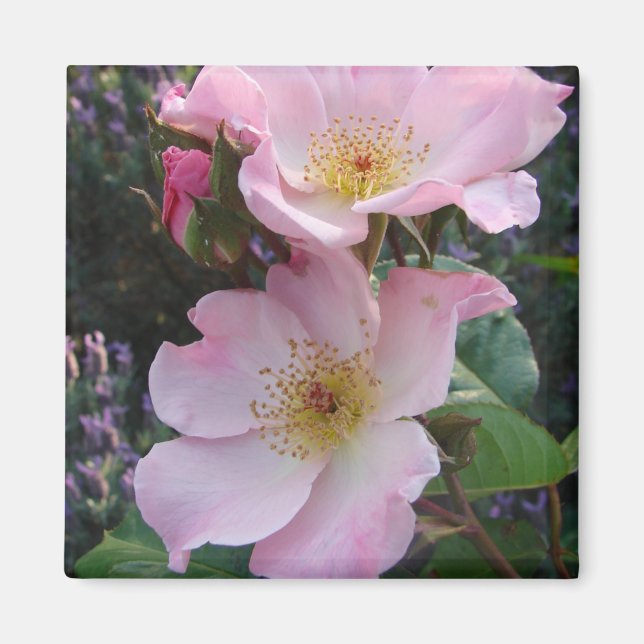 Aimant Fleur Rose rose (Devant)