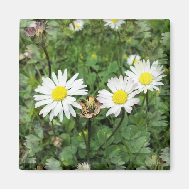 AIMANT FLEUR SAUVAGE (Devant)