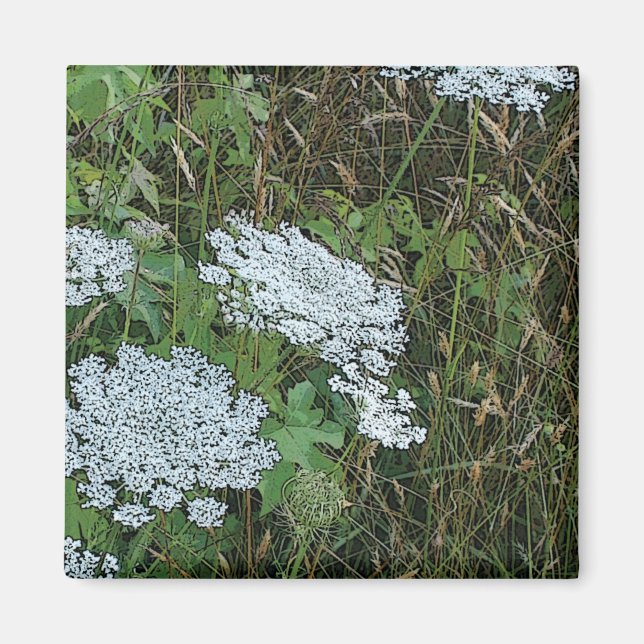 Aimant Fleur sauvage blanche de dentelle de la Reine Anne (Devant)