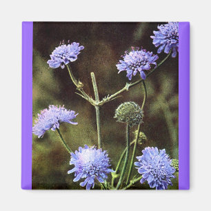 Aimant Fleur sauvage : Champ Scabious