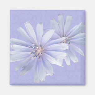 Aimant Fleur sauvage chicorée