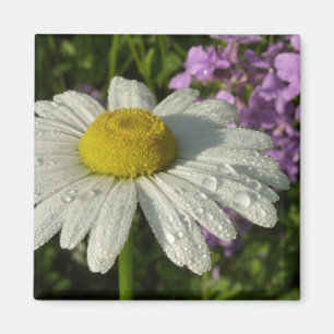 Aimant Fleur sauvage Daisy et Summer Lilac