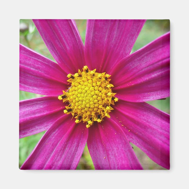 Aimant Fleur sauvage de Cosmos pourpre (Devant)