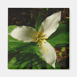 Aimant Fleur sauvage de printemps blanc Trillium Flower
