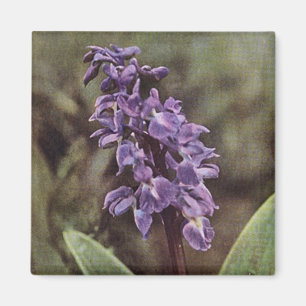 Aimant Fleur sauvage : Orchidées violettes précoces