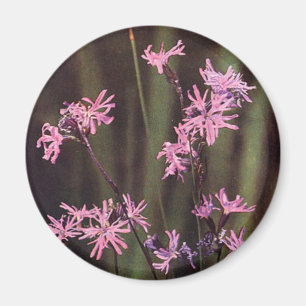 Aimant Fleur sauvage : Robin dallé