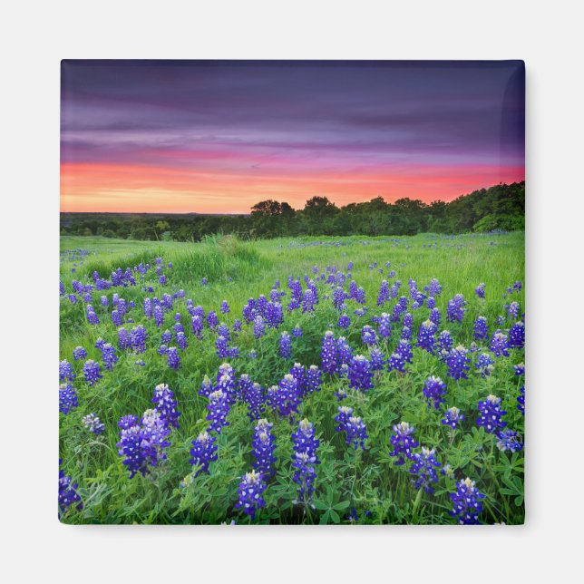 Aimant Fleurs | Bluebonnets à Sunset Texas (Devant)