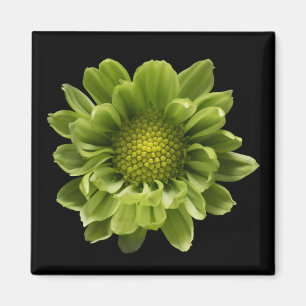 Aimant Fleurs Chrysanthème vert