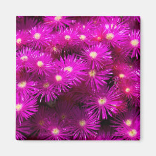 Aimant Fleurs d'aster rose