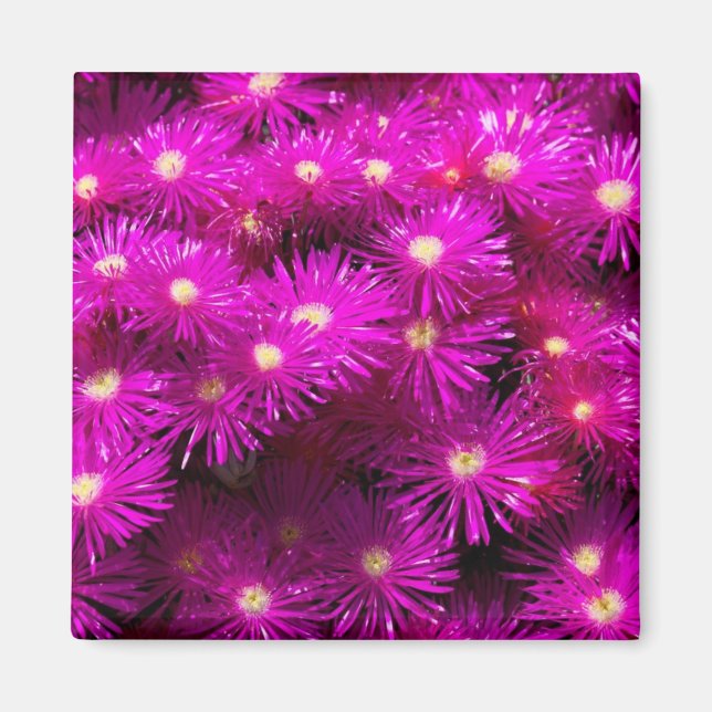 Aimant Fleurs d'aster rose (Devant)