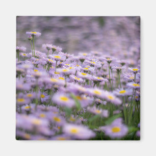 Aimant Fleurs d'aster violet