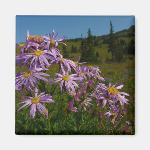 Aimant Fleurs d'aster violettes au mont Rainier