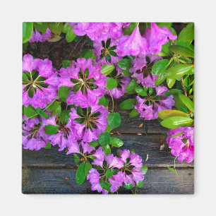 Aimant Fleurs d'Azaleas roses, jardin rustique