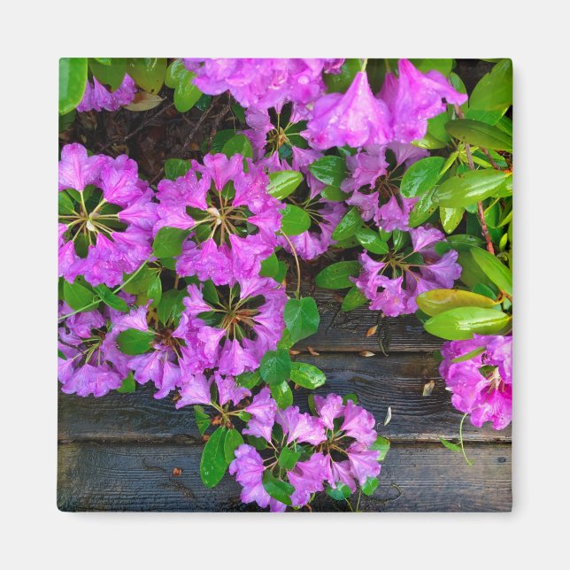 Aimant Fleurs d'Azaleas roses, jardin rustique (Devant)