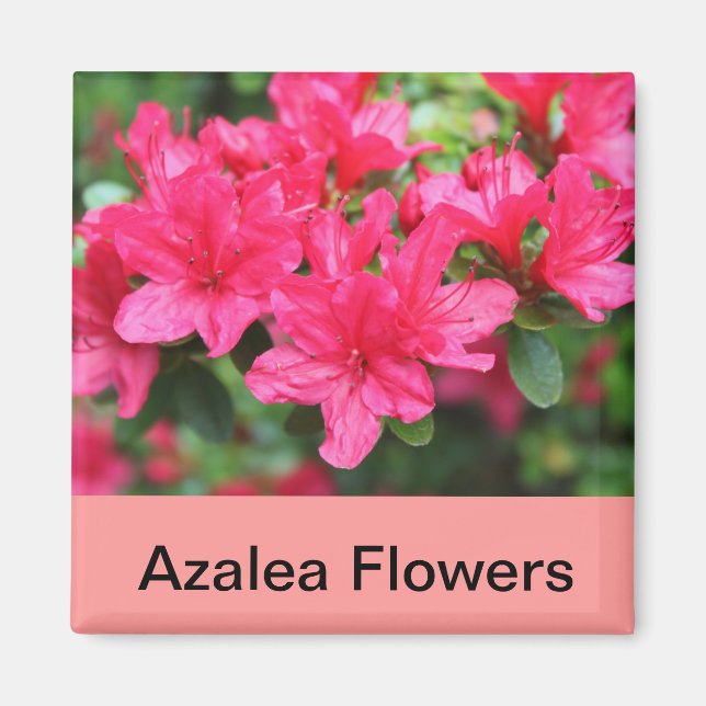 Aimant fleurs d'azalée rose (Devant)