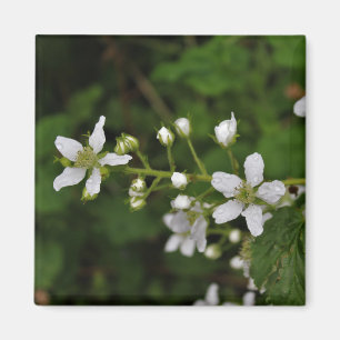 Aimant Fleurs de Blackberry