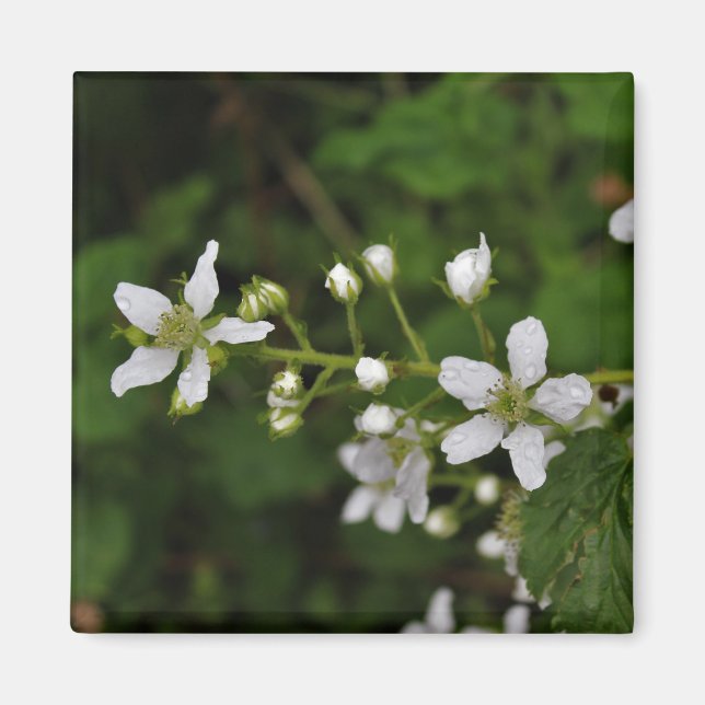 Aimant Fleurs de Blackberry (Devant)