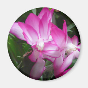 Aimant Fleurs de cactus de Noël