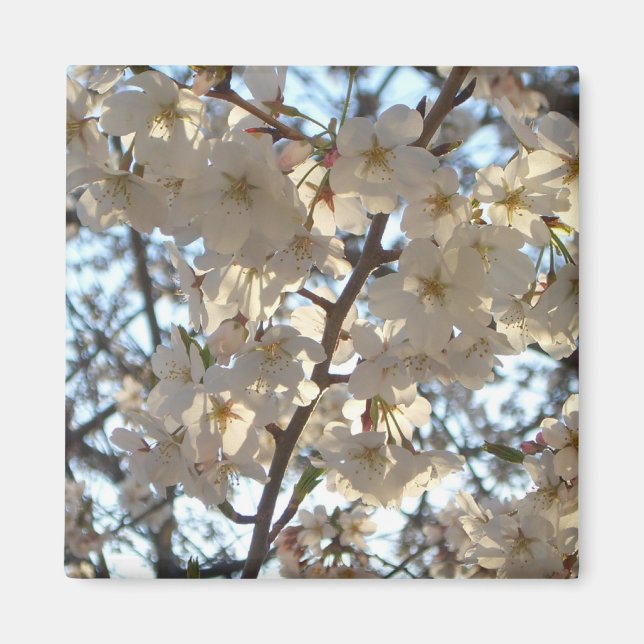 Aimant Fleurs de cerises du soir I Printemps Floral (Devant)