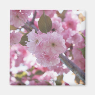 Aimant Fleurs de cerisier 4
