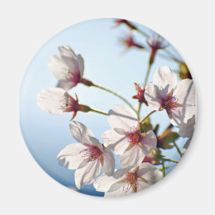 Aimant Fleurs de cerisier rétro-éclairées