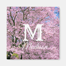 Fleurs de cerisiers en fleurs