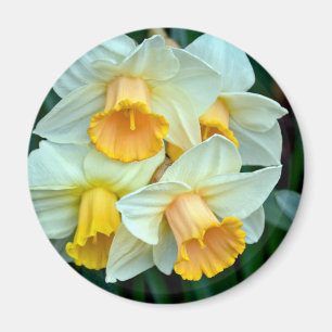 Aimant Fleurs de jonquilles jaunes