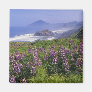 Aimant Fleurs de lupin et littoral accidenté le long