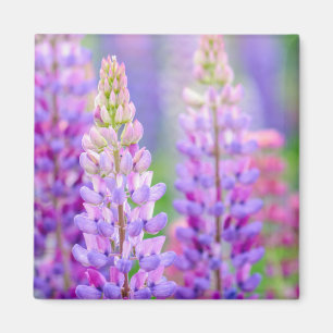 Aimant Fleurs de Lupin Pourpre
