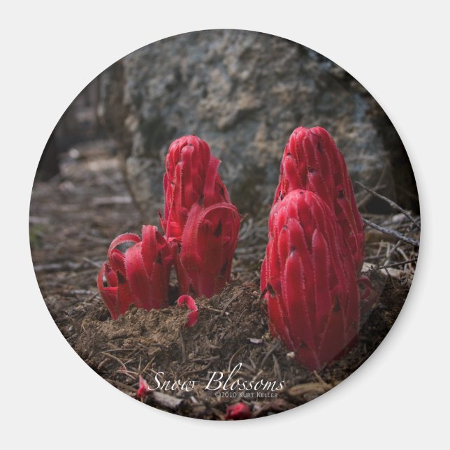 Aimant Fleurs de neige (Devant)