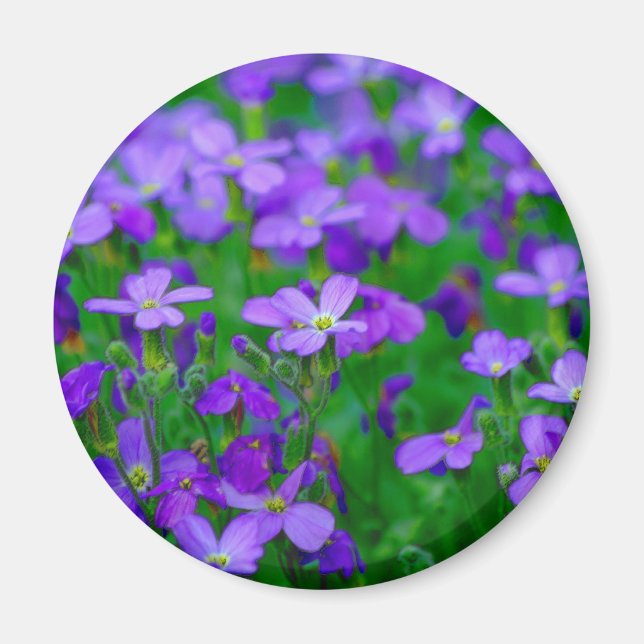 Aimant Fleurs de Violet (Devant)