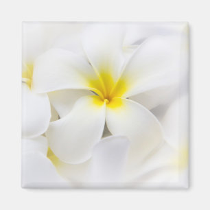 Aimant Fleurs florales de Plumeria de Frangipani blanc de