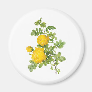 Aimant Fleurs florales vintages, Roses jaunes de Redoute