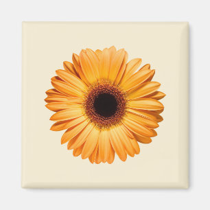 Aimant Fleurs Orange Gerbera