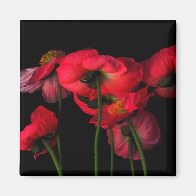 Aimant Fleurs | Poppies rouges (Devant)