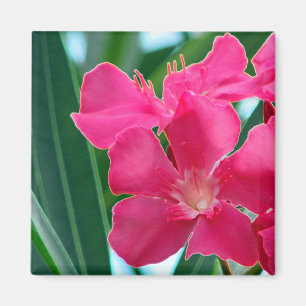Aimant Fleurs roses