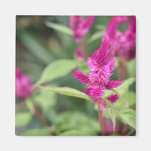 Aimant Fleurs roses Celosia Garden Nature Photographie