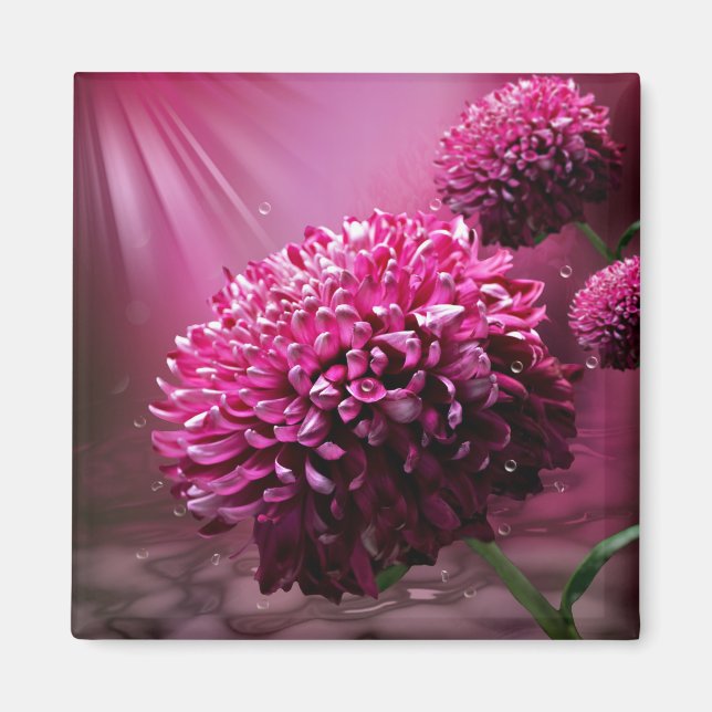 Aimant Fleurs roses Dahlia Eau gouttes de lumière du sole (Devant)