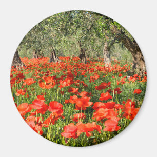 Aimant Fleurs rouges de pavot sous de vieux oliviers