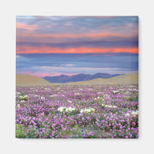 Aimant Fleurs sauvages de Verveine des sables et de Primr