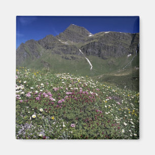 Aimant Fleurs sauvages, en fleurs, Alpes, Suisse